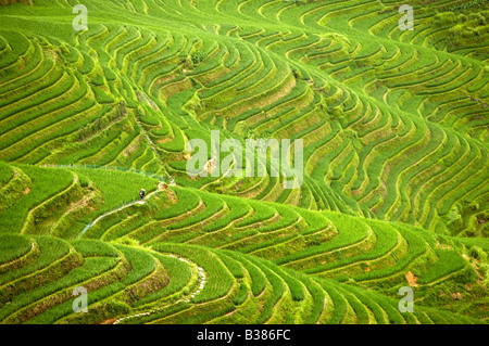 Eseguire il ping di un terrazze di riso Longsheng Longji Guilin Cina iniziata la costruzione nella dinastia Yuan 1271 1368 Foto Stock