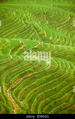 Eseguire il ping di un terrazze di riso Longsheng Longji Guilin Cina iniziata la costruzione nella dinastia Yuan 1271 1368 Foto Stock