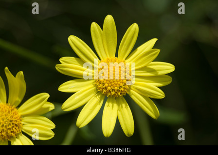 SENECIO AQUATICUS, Marsh erba tossica Foto Stock