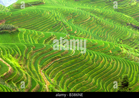 Eseguire il ping di un terrazze di riso Longsheng Longji Guilin Cina iniziata la costruzione nella dinastia Yuan 1271 1368 Foto Stock