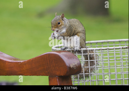 Scoiattolo grigio, grigio scoiattolo (Sciurus carolinensis) sul filo spazzatura alimentare sulla sinistra sopra il cibo nel parco della città Foto Stock