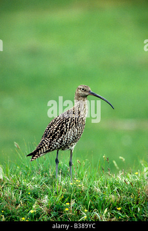 (Curlew Numenius arquata) in piedi sul prato Foto Stock