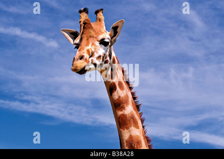 La giraffa in posa il parco animale Carbacena in Cantabria, SPAGNA Foto Stock