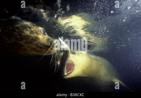 Due guarnizioni di tenuta comune Phoca vitulina pescare un pesce aringhe sott'acqua Foto Stock