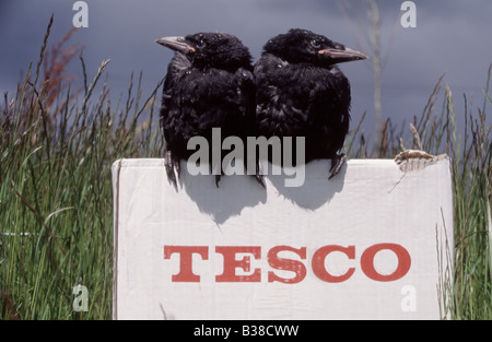 Accoccolato Carrion Crows (Corvus corone) arroccato su un supermercato (Tescos) casella Foto Stock