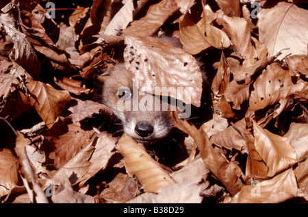 Red Fox vulpes vulpes in foglie di autunno (abstract), Regno Unito Foto Stock