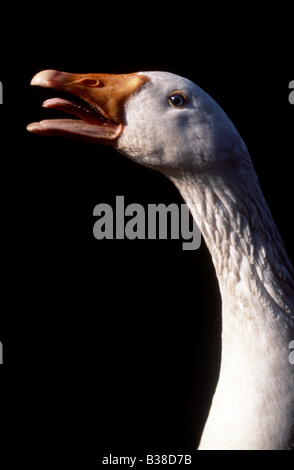 Nazionale (bianco) graylag goose (Anser anser) evidenziata dai raggi del sole, minaccia la postura, REGNO UNITO Foto Stock