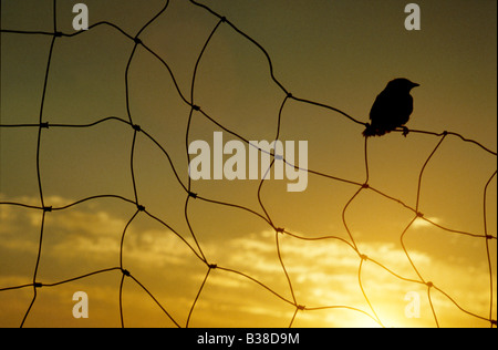 Neonata blackbird Turdus merula appollaiato sul filo di recinzione e stagliano sunrise Foto Stock