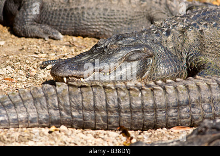 Alligatori che si crogiolano al sole all'Homosassa Springs State Wildlife Park in Florida Foto Stock