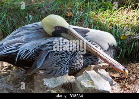 Brown pelican Pelecanus occidentalis in appoggio sul terreno Foto Stock