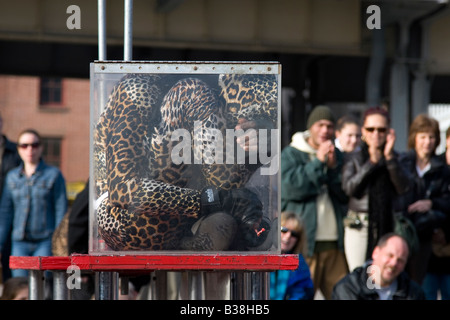Yogi Contortionist Laser effettuando al South Street Seaport Manhattan NYC Foto Stock