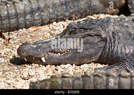 Alligatori che si crogiolano al sole all'Homosassa Springs State Wildlife Park in Florida Foto Stock