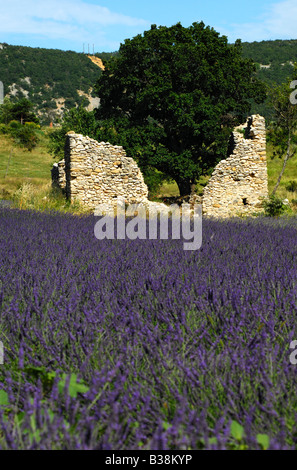 La rovina sull orlo di un campo di Lavanda, Lavandula angustifolia, Provenza, Francia Foto Stock