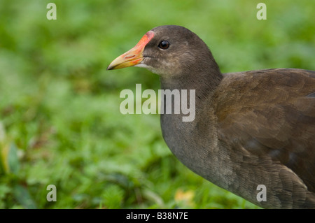 I capretti Moorhen "Moorhen Gallinula chloropus" passeggiando attraverso l'erba. Foto Stock