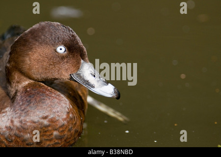 Nuova Zelanda Scaup Aythya novaeseelandiae Duck nuoto sull'acqua. Foto Stock