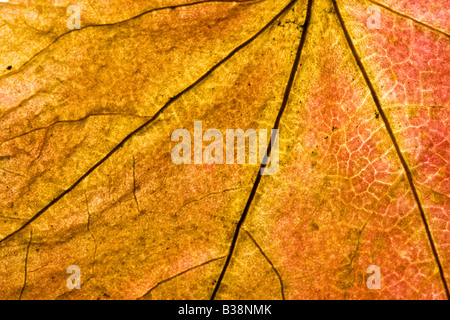 Ripresa macro di un Autumn Leaf che mostra ogni vena o un nervo Foto Stock