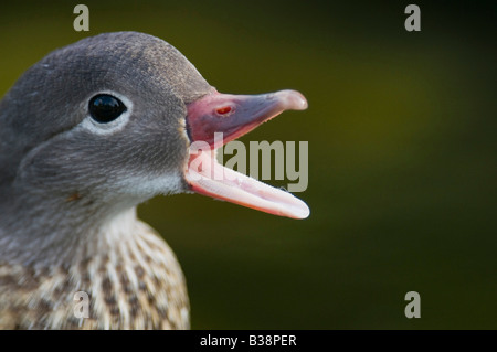 Canapiglia Anas strpera Duck grida di passanti. Foto Stock