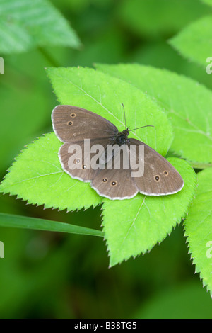 Ringlet Aphantopus hyperantus butterfly per adulti a riposo su una foglia Foto Stock