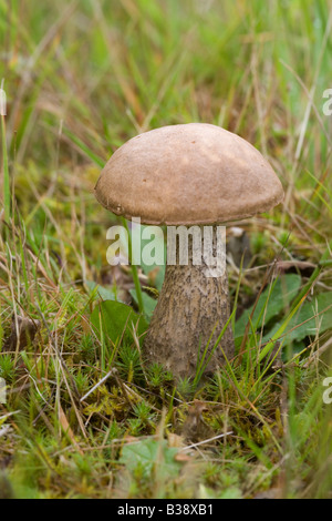 Brown Birch Bolete Leccinum scabrum close-up di funghi corpo fruttifero Foto Stock