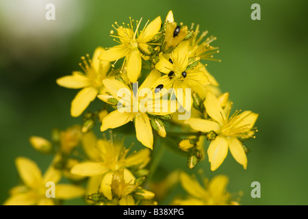 St John's Wort Hypericum specie di close-up di fiori che mostra il polline coleotteri alimentare Foto Stock