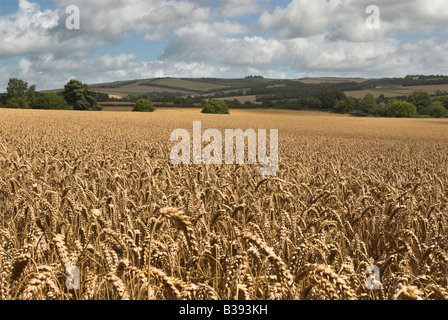 Guardando a Nord attraverso le colture di maturazione da Findon chiesa a Chanctonbury Ring (sullo skyline), Findon, West Sussex, Regno Unito. Foto Stock