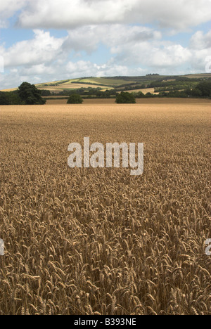 Guardando a Nord attraverso le colture di maturazione da Findon chiesa a Chanctonbury Ring (sullo skyline), Findon, West Sussex. Foto Stock