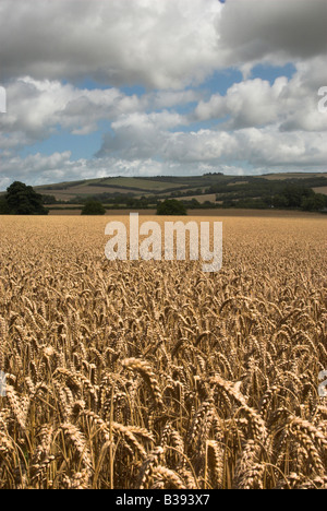 Guardando a Nord attraverso le colture di maturazione da Findon chiesa a Chanctonbury Ring (sullo skyline), Findon, West Sussex, Regno Unito. Foto Stock