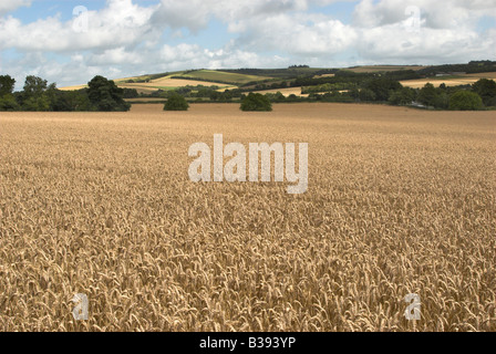 Guardando a Nord attraverso le colture di maturazione da Findon chiesa a Chanctonbury Ring (sullo skyline), Findon, West Sussex. Foto Stock
