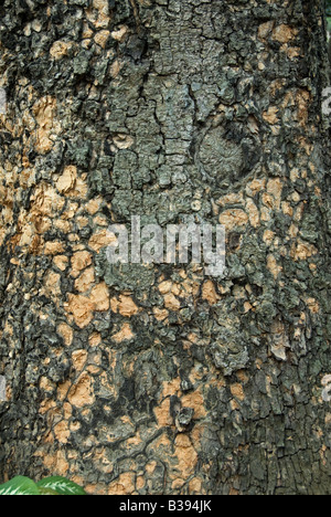 Struttura Lebbeck: Albizia lebbeck. corteccia. Hong Kong Cina Foto Stock