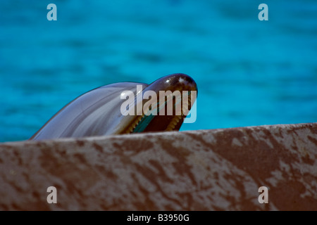 Tursiope Tursiops truncatus Großer Tümmler captive nel serbatoio Elemosinare il cibo Foto Stock