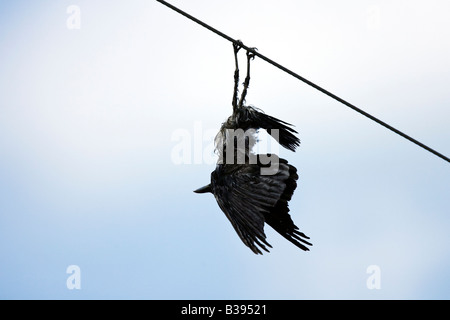 Rabenkrähe Carrion crow Corvus corone morto appeso sulla linea di alimentazione di potenza ucciso da elettricità elettrocuzione Foto Stock