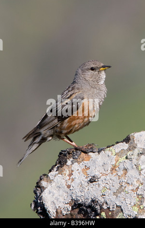 Sordone Prunella collaris Foto Stock