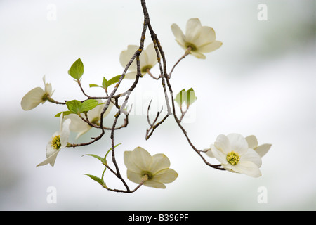 Un ramo di un albero di corniolo è in fioritura di picco come le rapide del fiume Merced forniscono uno sfondo morbido Yosmeite Parco Nazionale Foto Stock