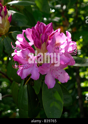 Bluehender rododendro, fioritura Rhododendron catawbiense Foto Stock