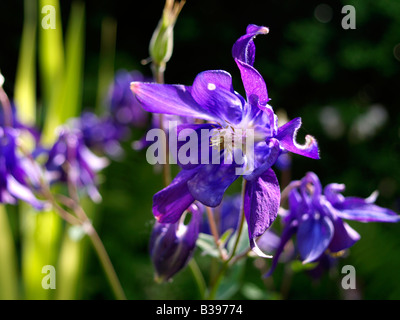 Akelei, Europeo aquilegia alpina Aquilegia vulgaris blooming Foto Stock