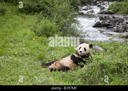 Panda gigante (Ailuropoda melanoleuca) che si trova accanto al torrente nella valle del monte Qionglai, Cina Foto Stock