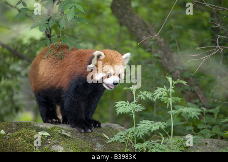 Panda rosso (Ailurus fulgens) in Wolong Riserva Naturale Foreste montane, Cina Foto Stock