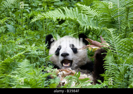 Panda gigante che si nuda al bambù nella Riserva Naturale Nazionale di Wolong, Cina Foto Stock