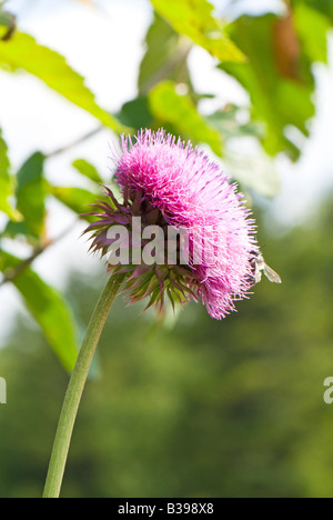 Annuendo Thistle (Carduus nutans), Dolly zolle deserto, Tucker County, West Virginia Foto Stock