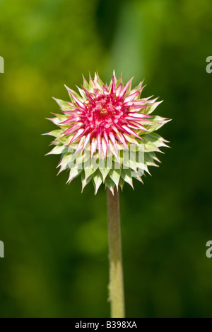 Annuendo Thistle (Carduus nutans), Dolly zolle deserto, Tucker County, West Virginia Foto Stock