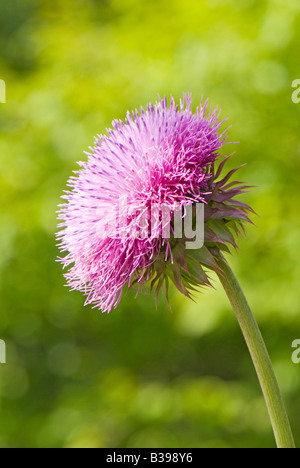 Annuendo Thistle (Carduus nutans), Dolly zolle deserto, Tucker County, West Virginia Foto Stock