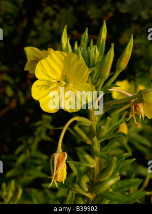 Enagra (oenothera biennis) Foto Stock