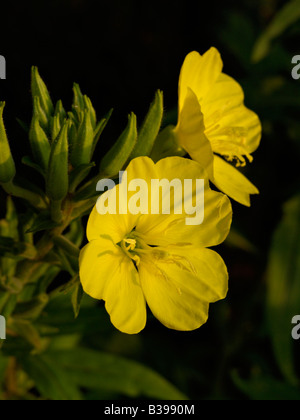 Enagra (oenothera biennis) Foto Stock