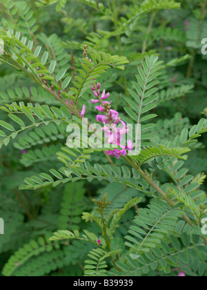 Comune (indaco indigofera tinctoria) Foto Stock