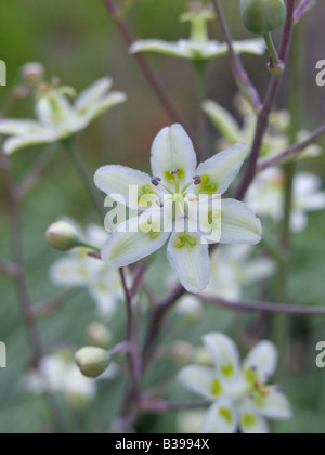 Mountain deathcamas (zigadenus elegans syn. anticlea elegans) Foto Stock