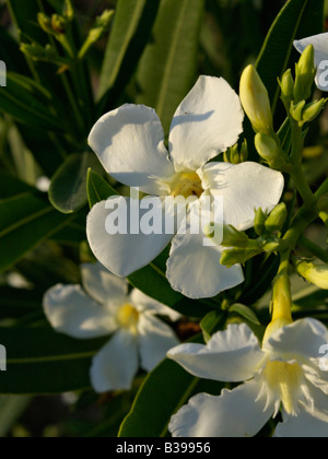 Oleandro (Nerium oleander) Foto Stock