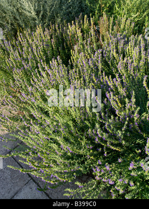 Issopo (Hyssopus officinalis) Foto Stock