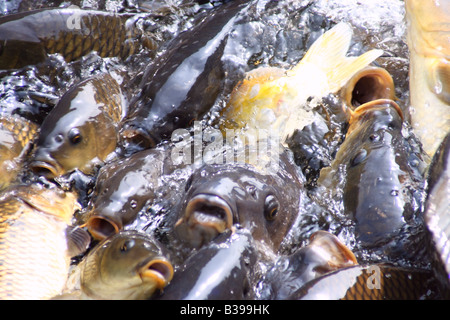 Abbondanza di fame carp pesce nuotare nello stagno e sperando di prendere qualcosa da mangiare. Foto Stock