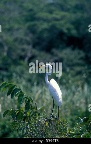 Grande airone bianco o garza real in piedi in una palude di acqua salata nelle mangrovie vicino alla città di San Blas, Nayarit, Messico Foto Stock