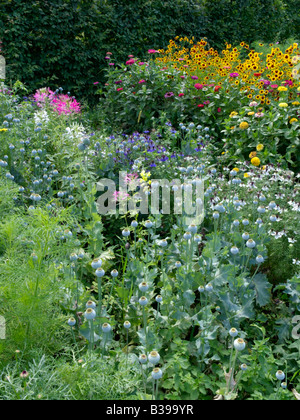 Fiore di ragno (tarenaya hassleriana syn. cleome hassleriana), papavero (Papaver somniferum), l'amore-in-un-MIST (nigella damascena), comune zinnia Foto Stock